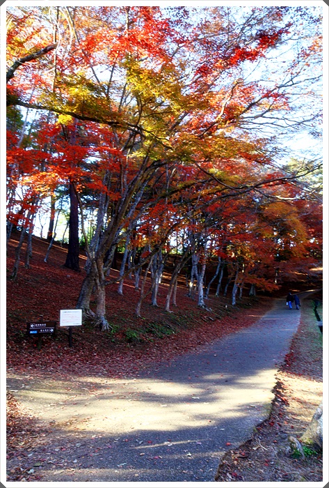 旅遊景點 伊豆修善寺 修善寺自然公園 楓葉景點 櫻花景點 國外旅遊 旅遊景點 伊豆修善寺 修善寺自然公園 楓葉景點 櫻花景點 郭小寶 呂小珊 這就是青春官方網站 美食旅遊 美食部落客 旅遊部落客 美食旅遊部落客 旅遊美食美妝部落格