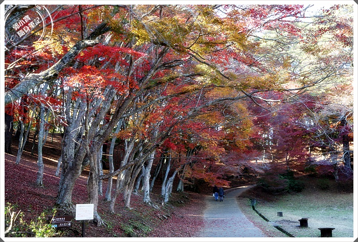 旅遊景點 伊豆修善寺 修善寺自然公園 楓葉景點 櫻花景點 國外旅遊 旅遊景點 伊豆修善寺 修善寺自然公園 楓葉景點 櫻花景點 郭小寶 呂小珊 這就是青春官方網站 美食旅遊 美食部落客 旅遊部落客 美食旅遊部落客 旅遊美食美妝部落格