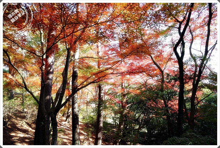 旅遊景點 伊豆修善寺 修善寺自然公園 楓葉景點 櫻花景點 國外旅遊 旅遊景點 伊豆修善寺 修善寺自然公園 楓葉景點 櫻花景點 郭小寶 呂小珊 這就是青春官方網站 美食旅遊 美食部落客 旅遊部落客 美食旅遊部落客 旅遊美食美妝部落格