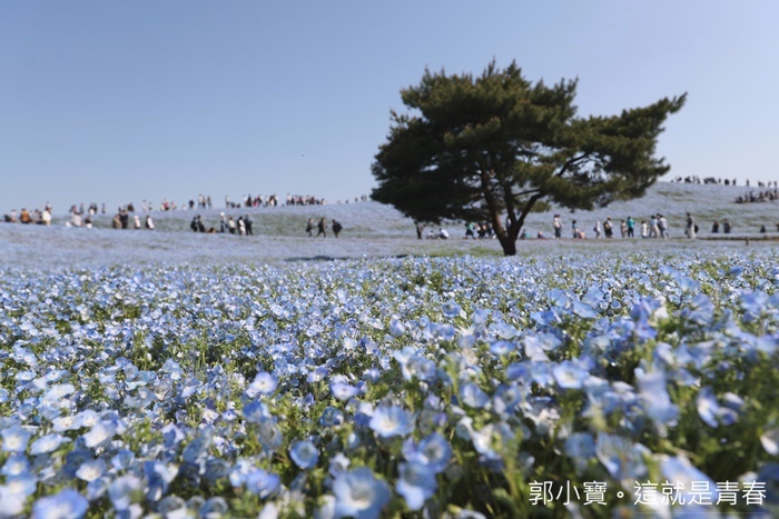 鑽石之路 His 七天六夜自助暢玩茨城 栃木 福島三縣 日本三大美景粉蝶 紫藤 櫻花海嘯一次入手 溫泉美食購物整路不停歇 內含交通資訊 日本美食景點輕旅行 桃太郎行程精選 鑽石之路 His 七天六夜自助暢玩茨城 栃木 福島三縣 日本三大美景粉蝶 紫藤